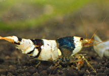 Car. Cantonensis Crystal Black