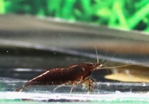 Neocaridina Davidi Chocolate