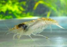 Caridina Typus