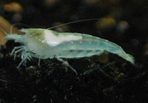 Neocaridina Cf. Zhangjiajiensis