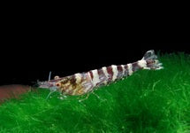 Caridina Serratirostris