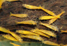 Neocaridina Davidi Yellow