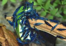 Neocaridina Davidi Blue Velvet