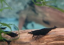 Neocaridina Davidi Black