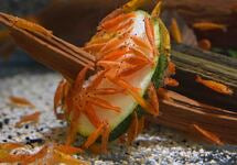 Neocaridina Davidi Orange