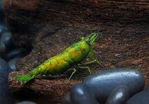 Neocaridina Davidi Orange Hulk