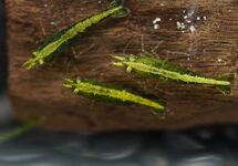 Neocaridina Davidi Green Fire