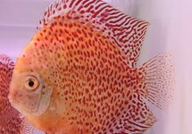 S. Aequifasciatus Snow Leopard