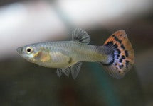 Poec. Ret. Leopard Red Blue Female
