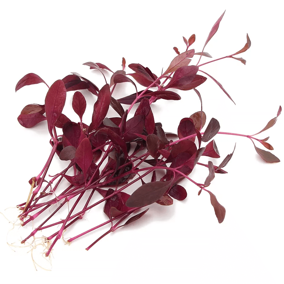 Alternanthera Sessilis