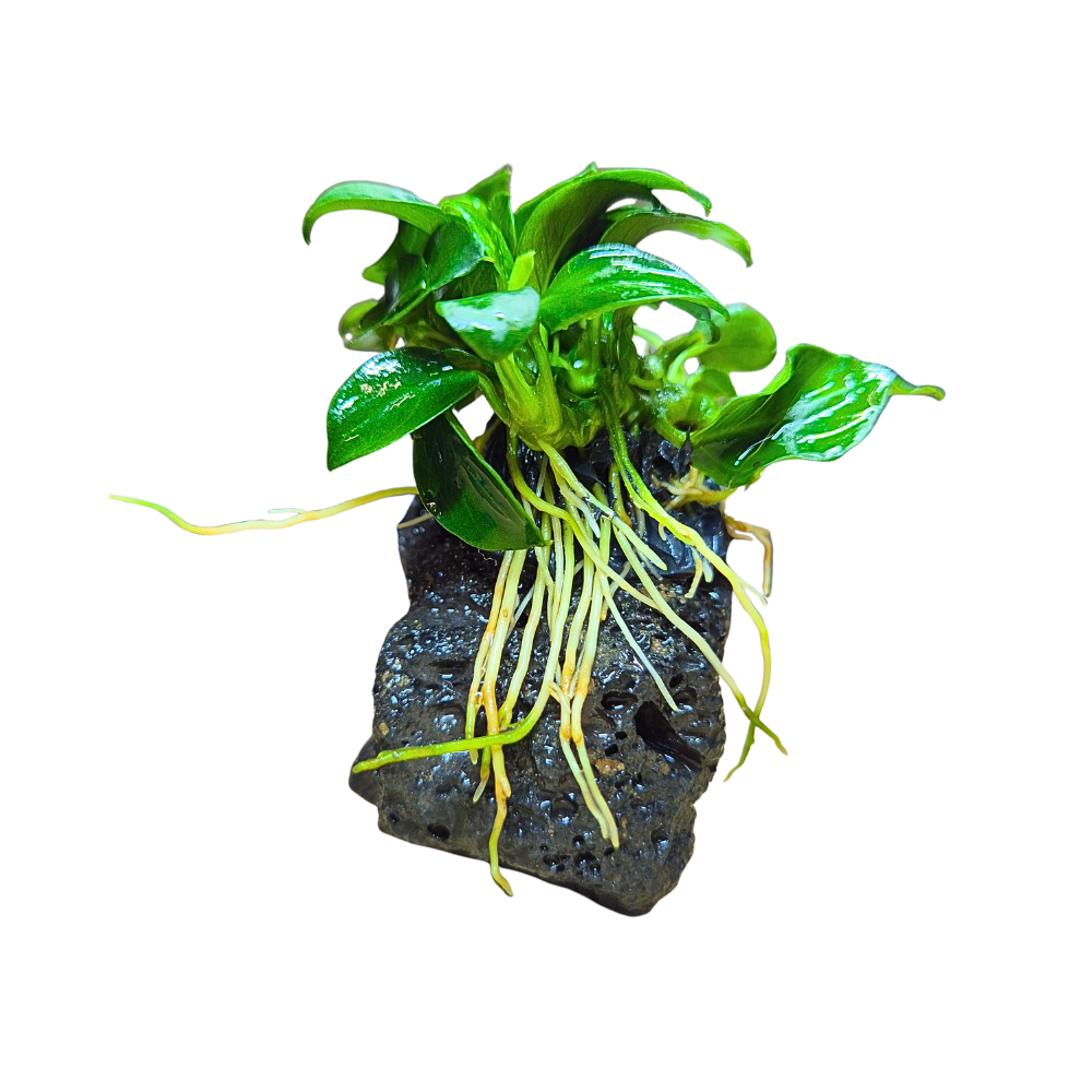 Anubias Bonsai