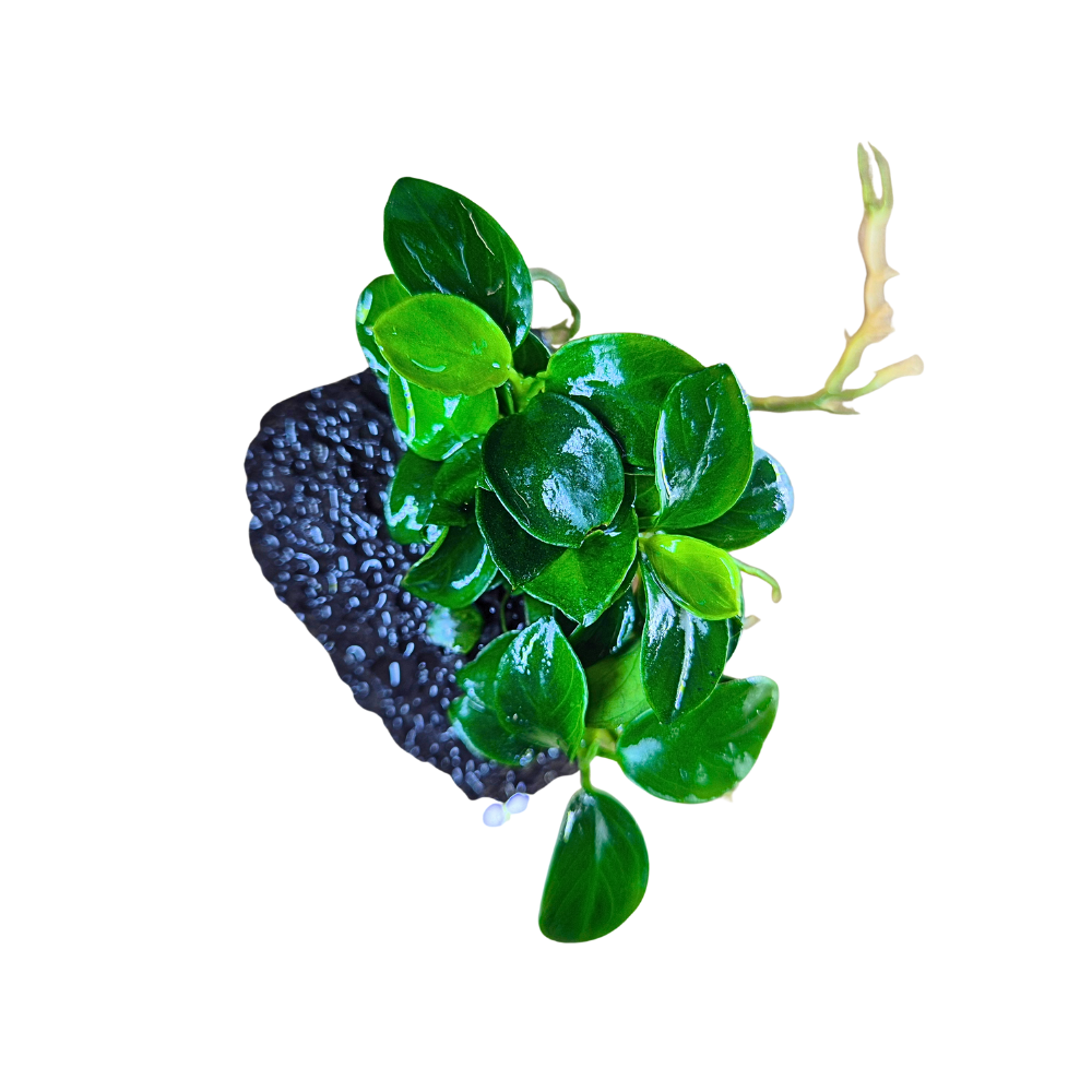 Anubias Bonsai