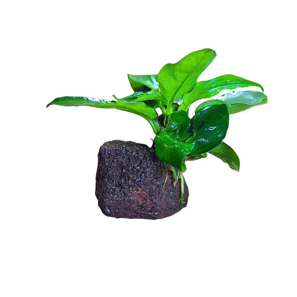 Anubias Nana