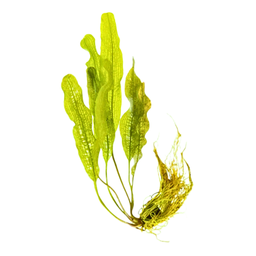 Aponogeton Henkelianus