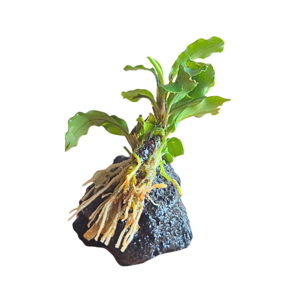 Bucephalandra sintang