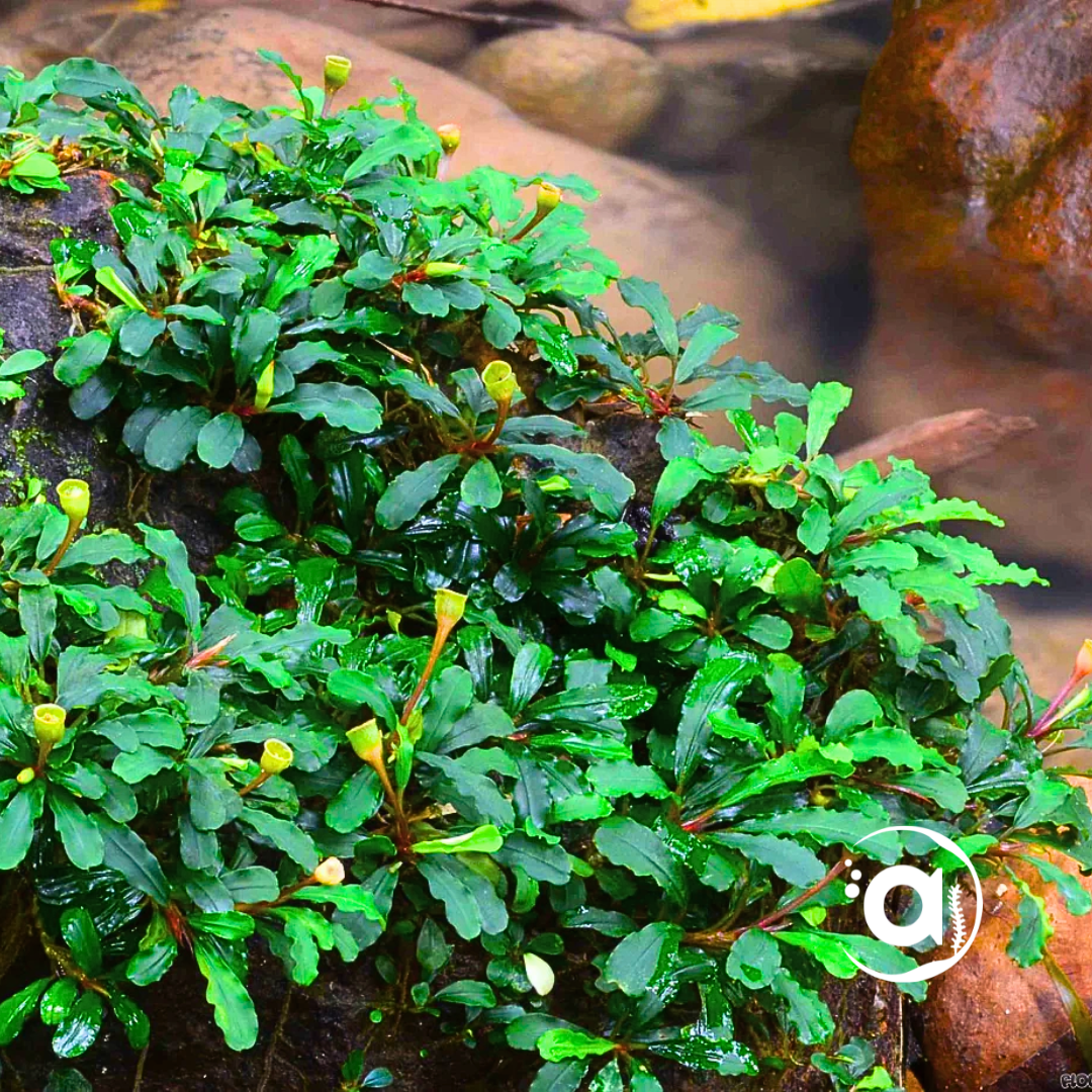 Bucephalandra sintang