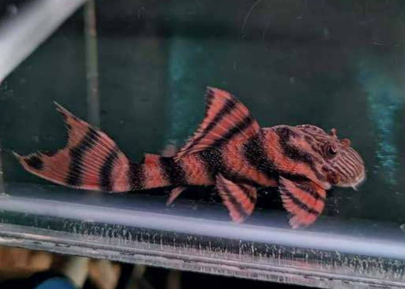 L397 Panaqolus Sp.