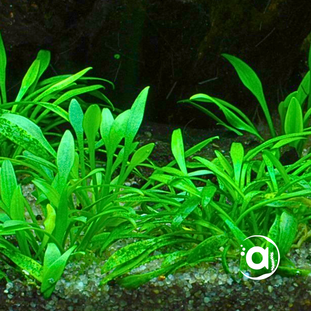 Cryptocoryne Parva