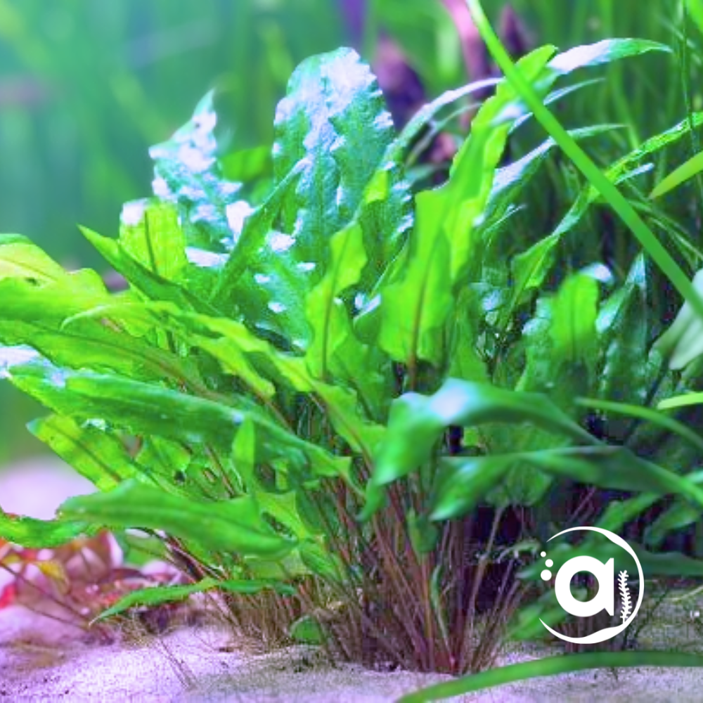 Cryptocoryne Wendtii groen