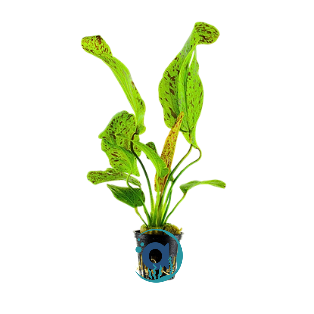 Echinodorus Ozelot Green