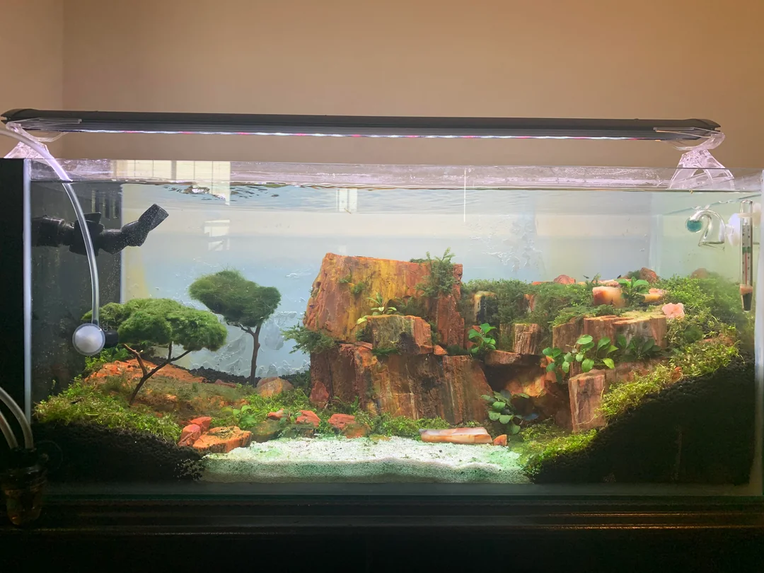 Fossilized wood stone