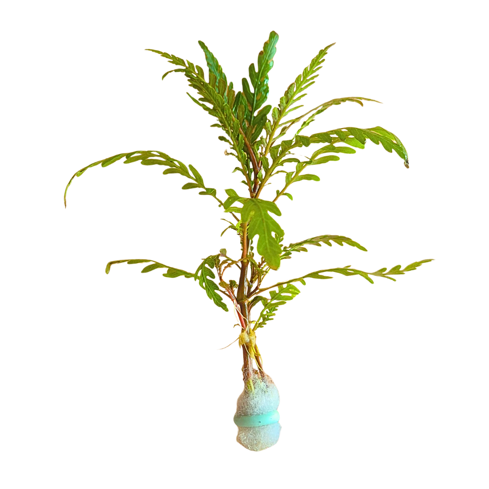 Hygrophila Pinnatifida