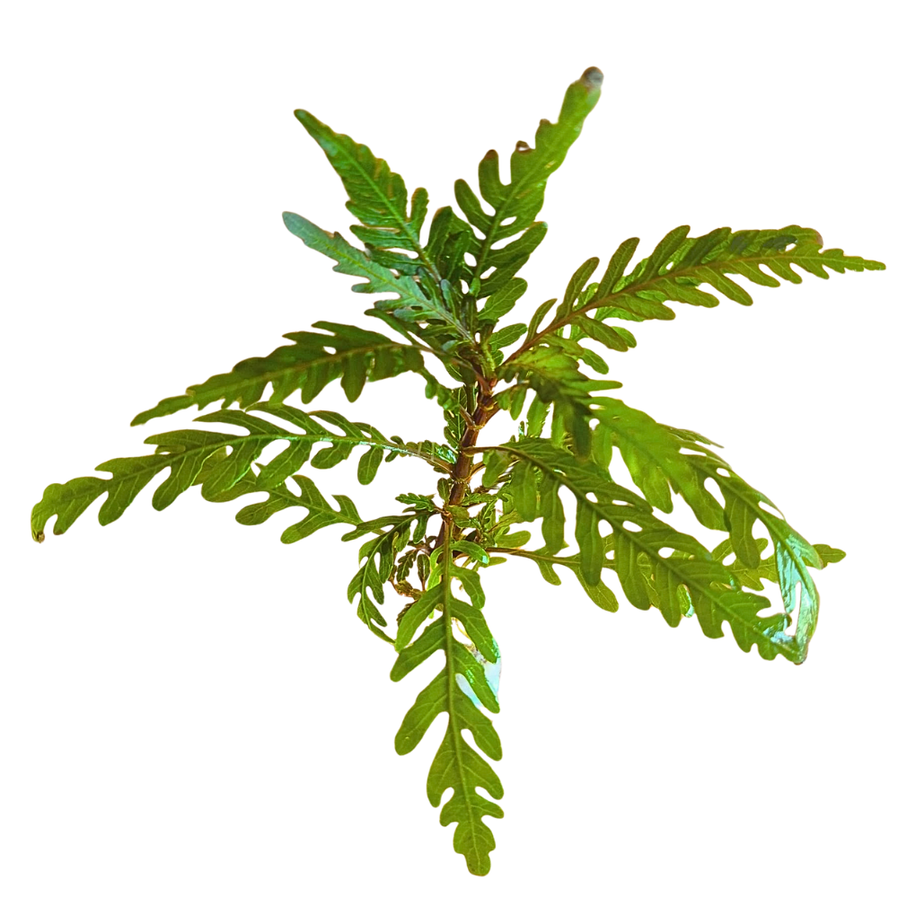 Hygrophila Pinnatifida