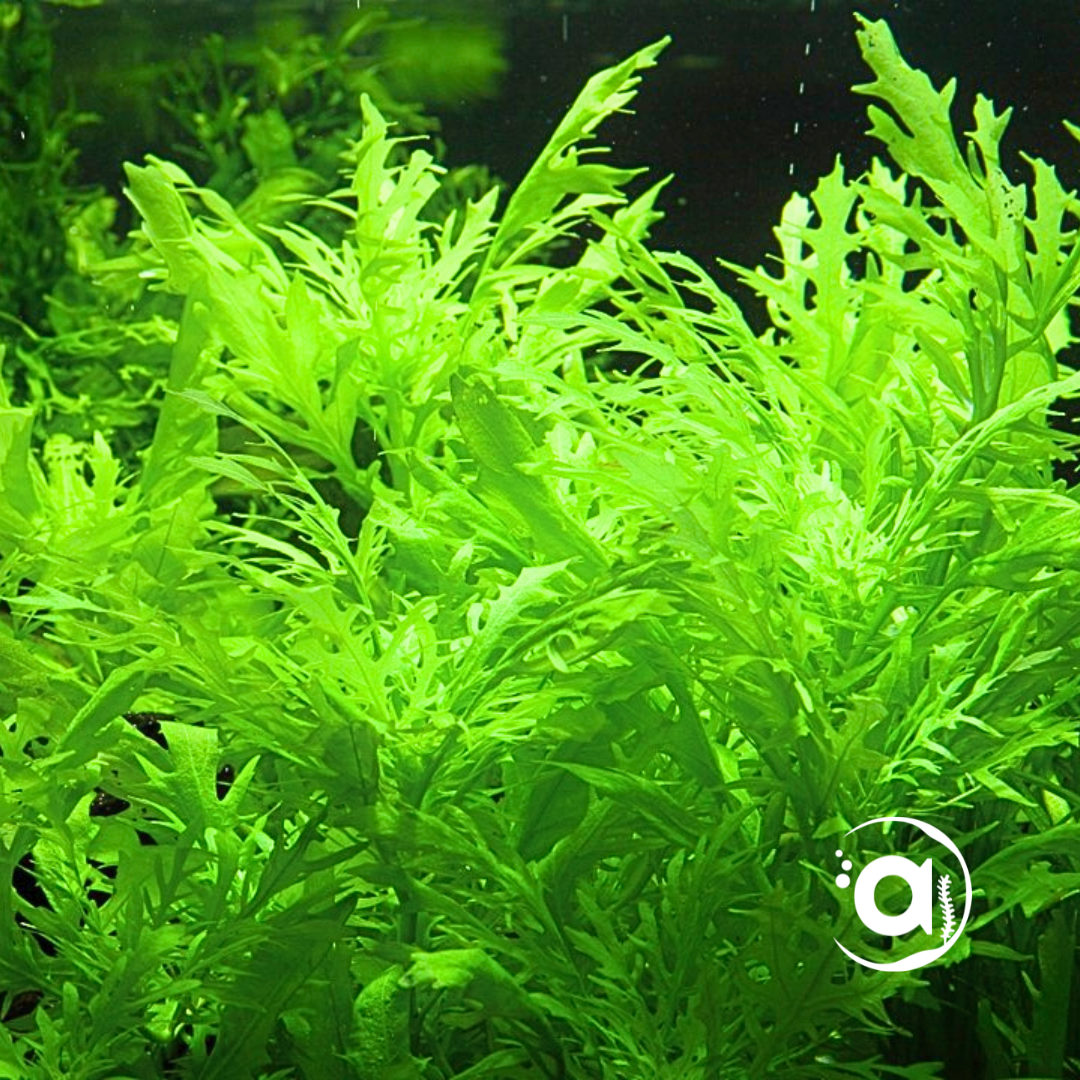 Hygrophila Difformis