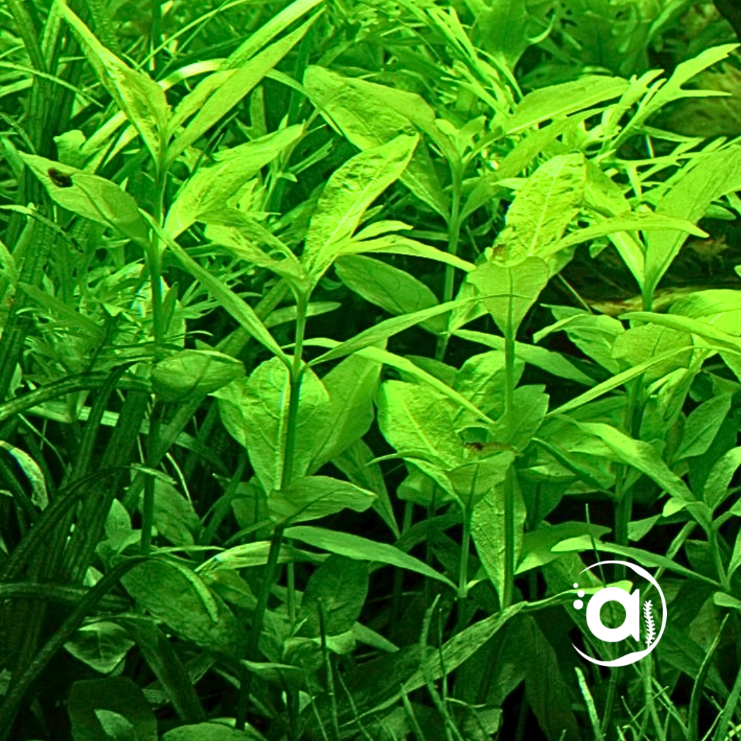 Hygrophila Polysperma