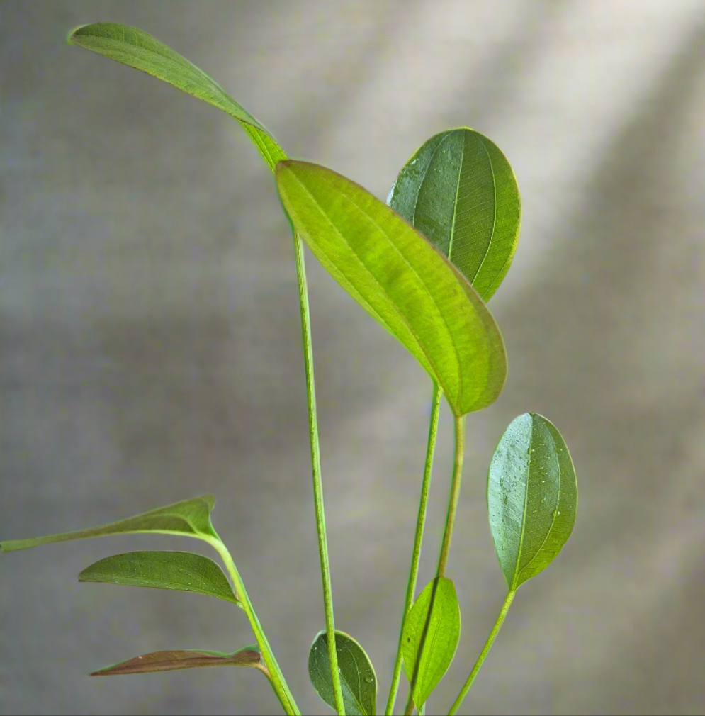 Echinodorus Harbich groen