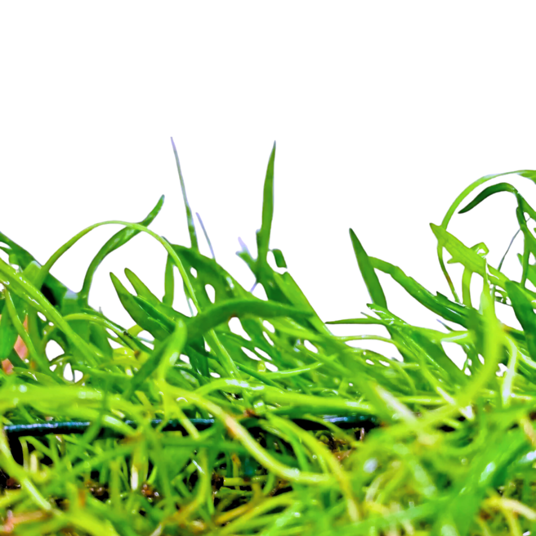 Lilaeopsis Novae-zelandiae