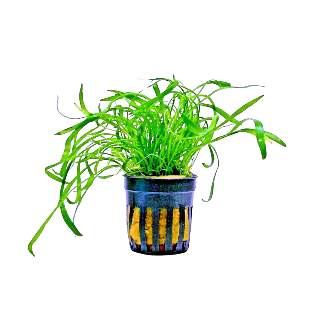 Lilaeopsis Novae-zelandiae