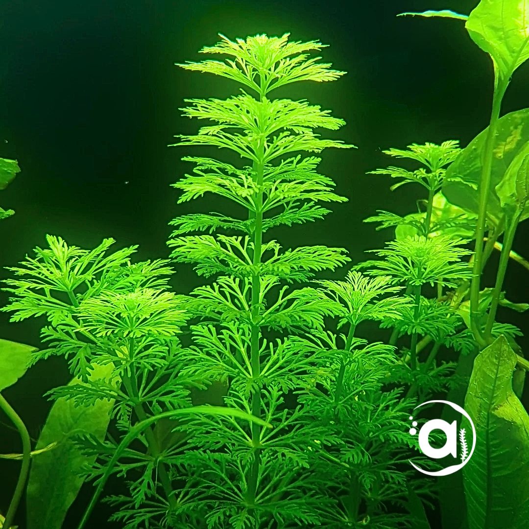 Limnophila Sessiliflora