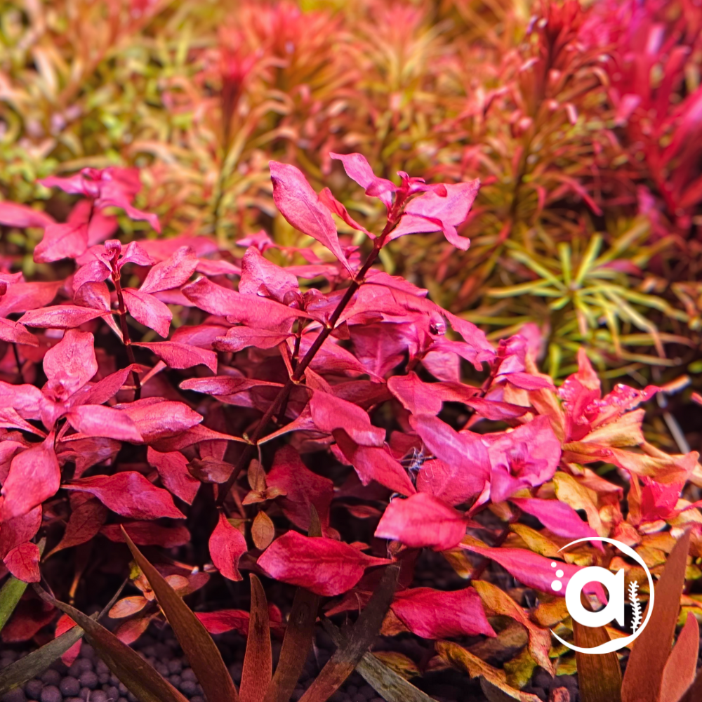 Ludwigia Repens "Mini super red"