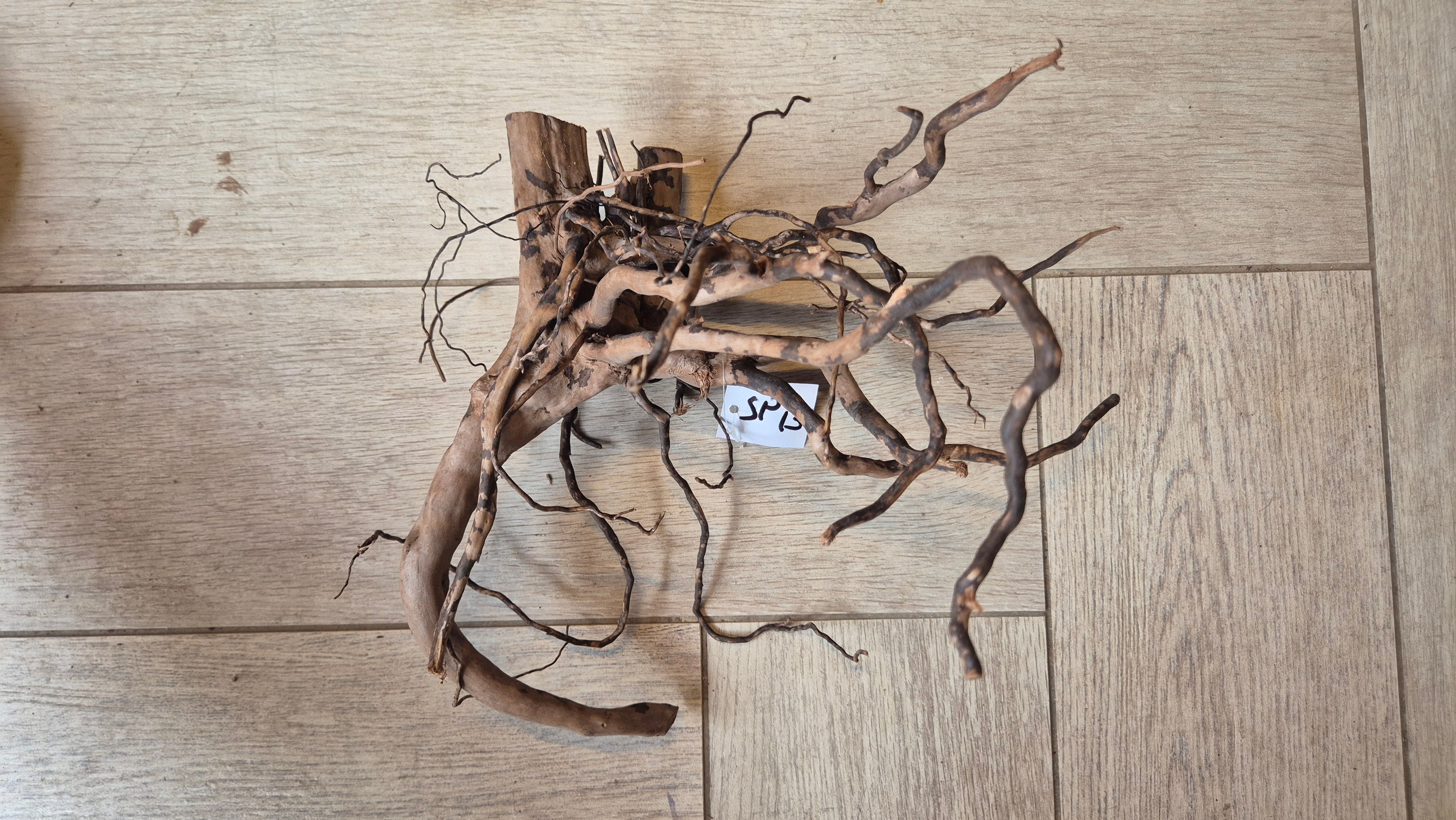 Spiderwood dark SP13