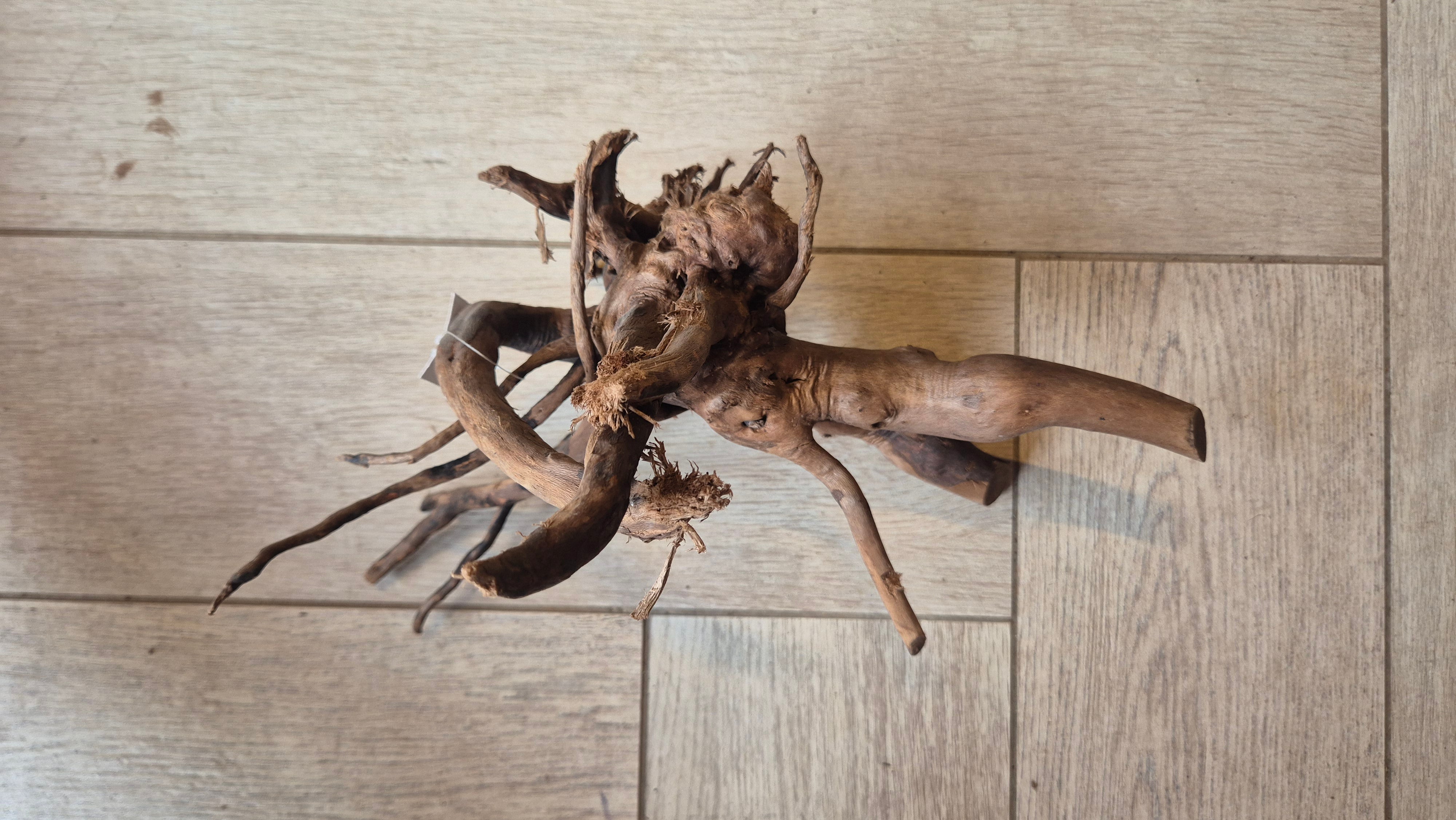 Spiderwood dark SP17