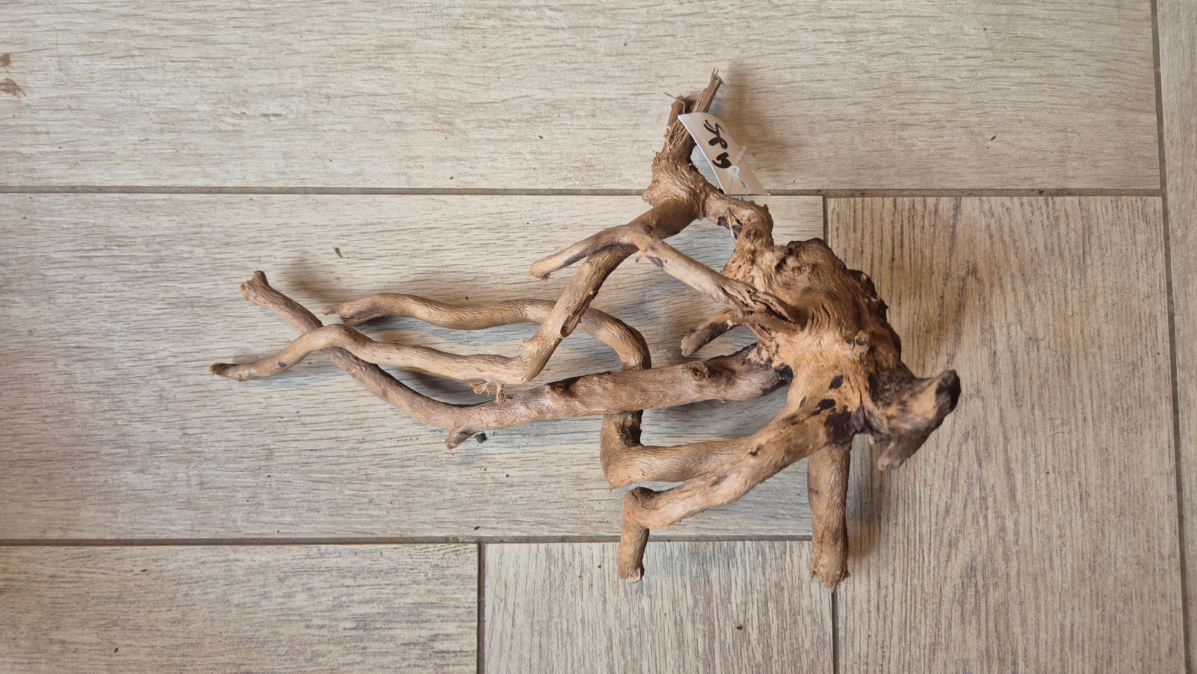 Spiderwood dark SP19