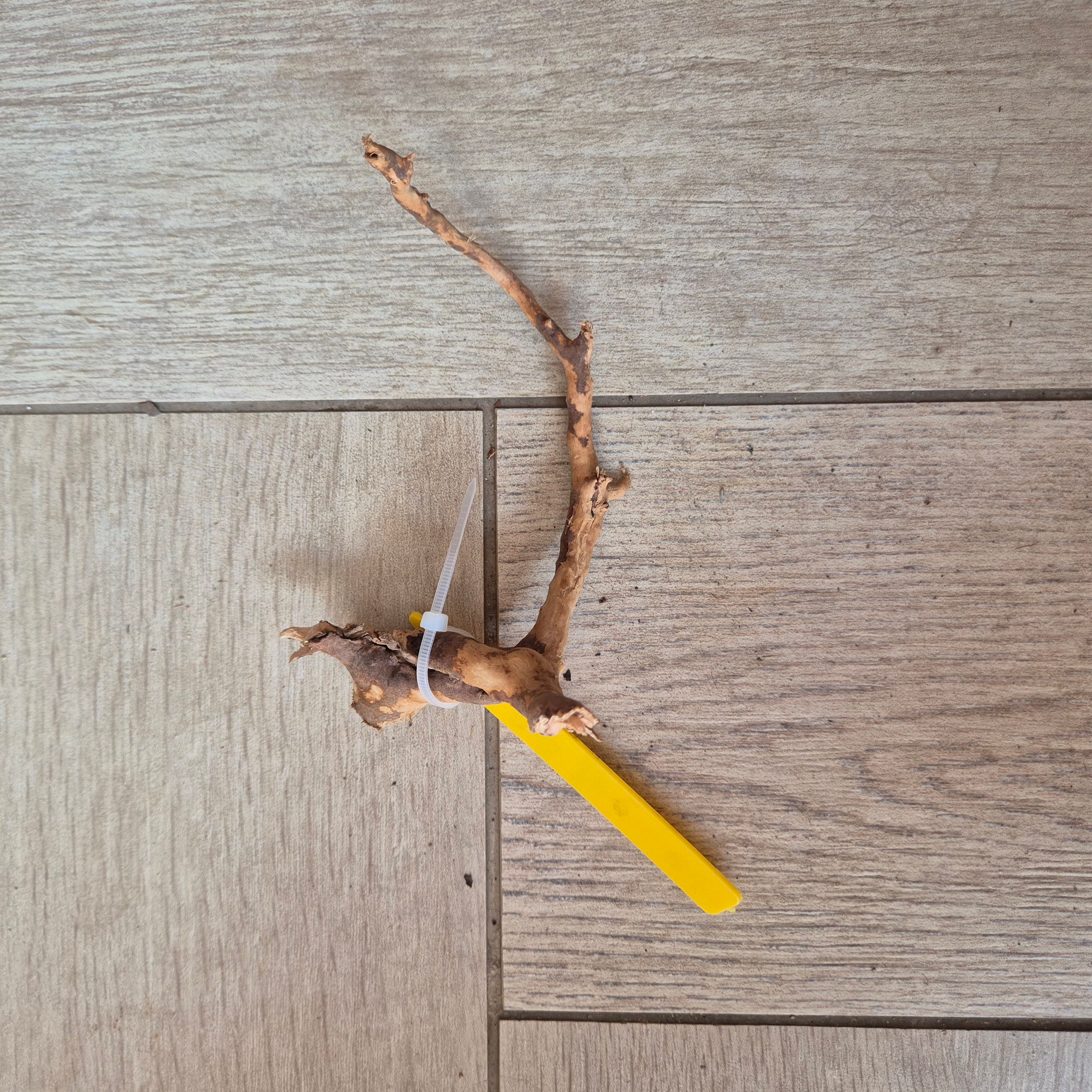 Spider wood Red SP11