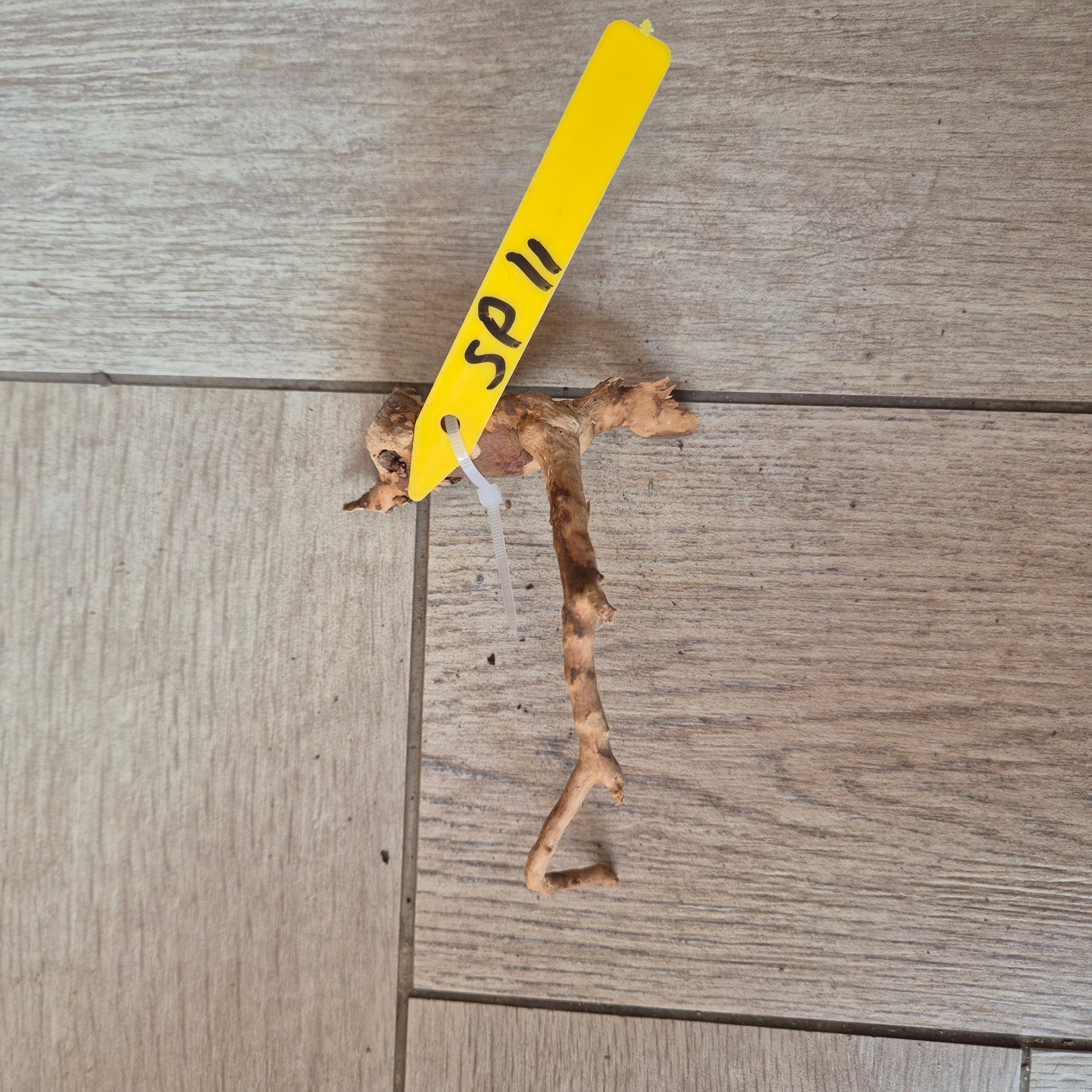 Spider wood Red SP11