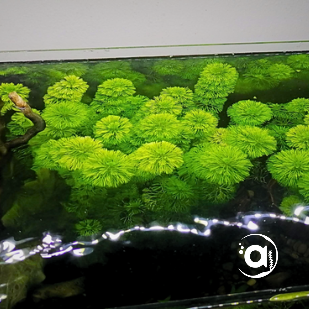 Limnophila Sessiliflora