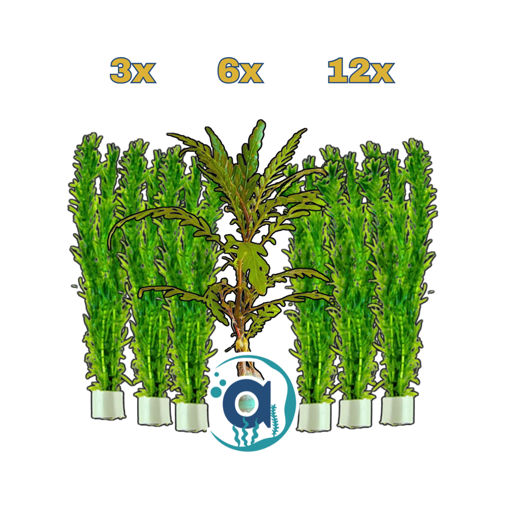 Stengelplanten mix pakket