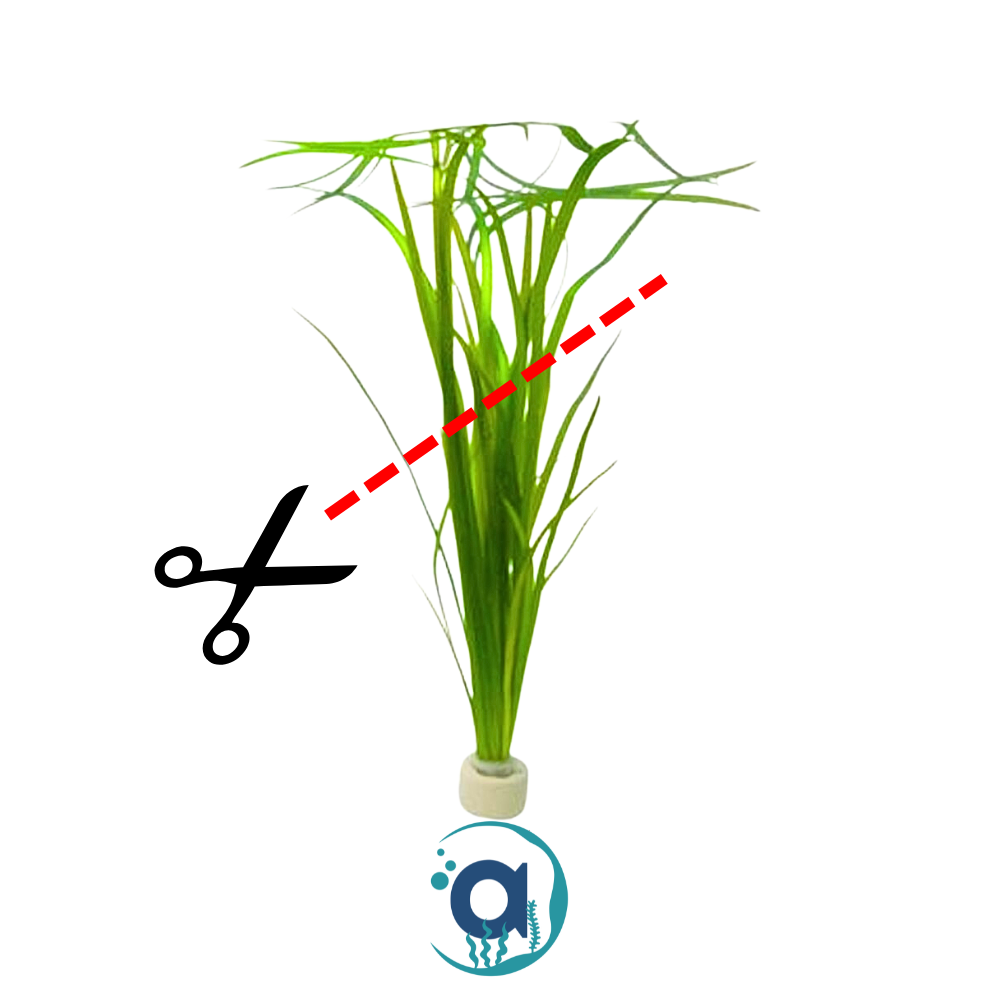 Vallisneria Spiralis