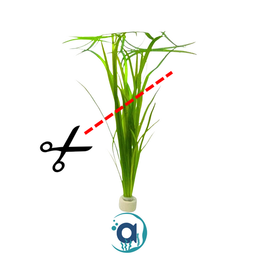 Vallisneria Spiralis