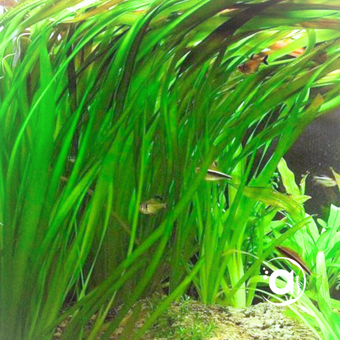 Vallisneria Spiralis