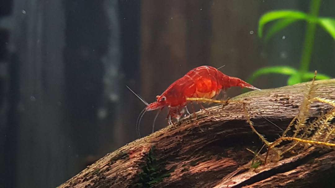Neocaridina Davidi Bloody Mary