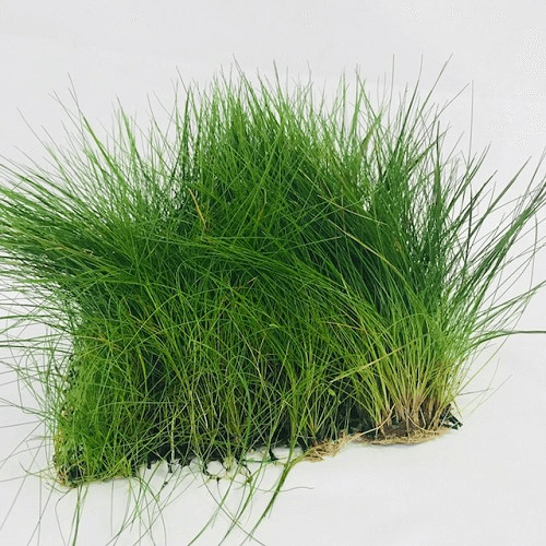 Eleocharis Parvulus