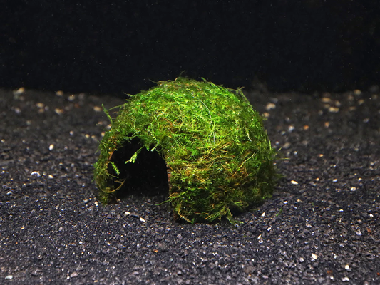 Java moss on coconut