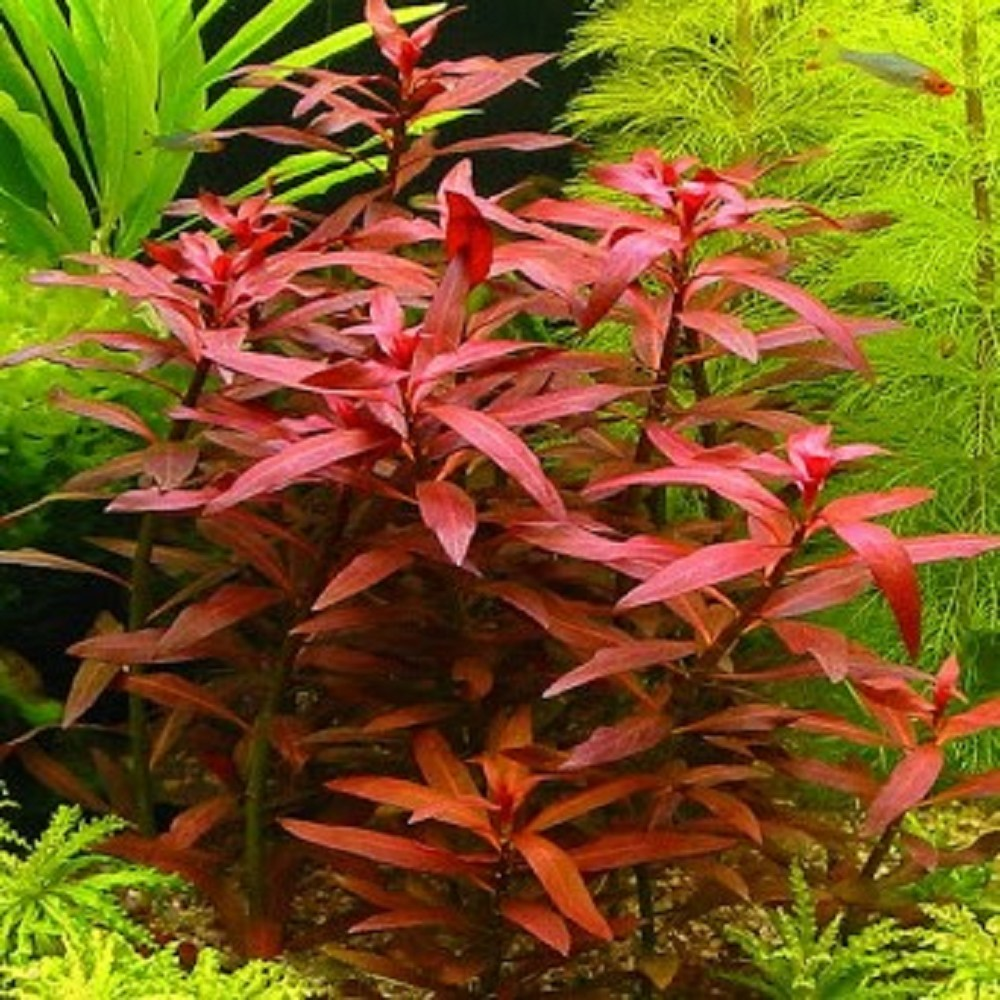 Ludwigia Perennis Red