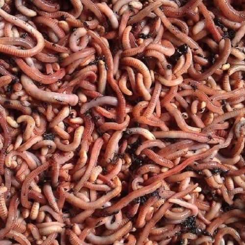 Manure worms
