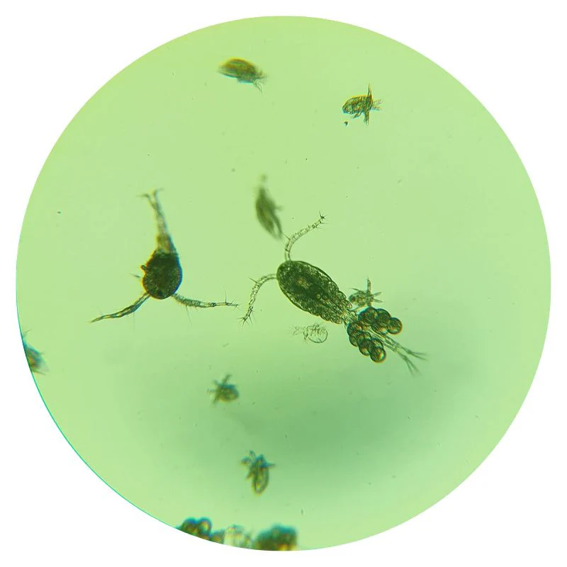 Copepods